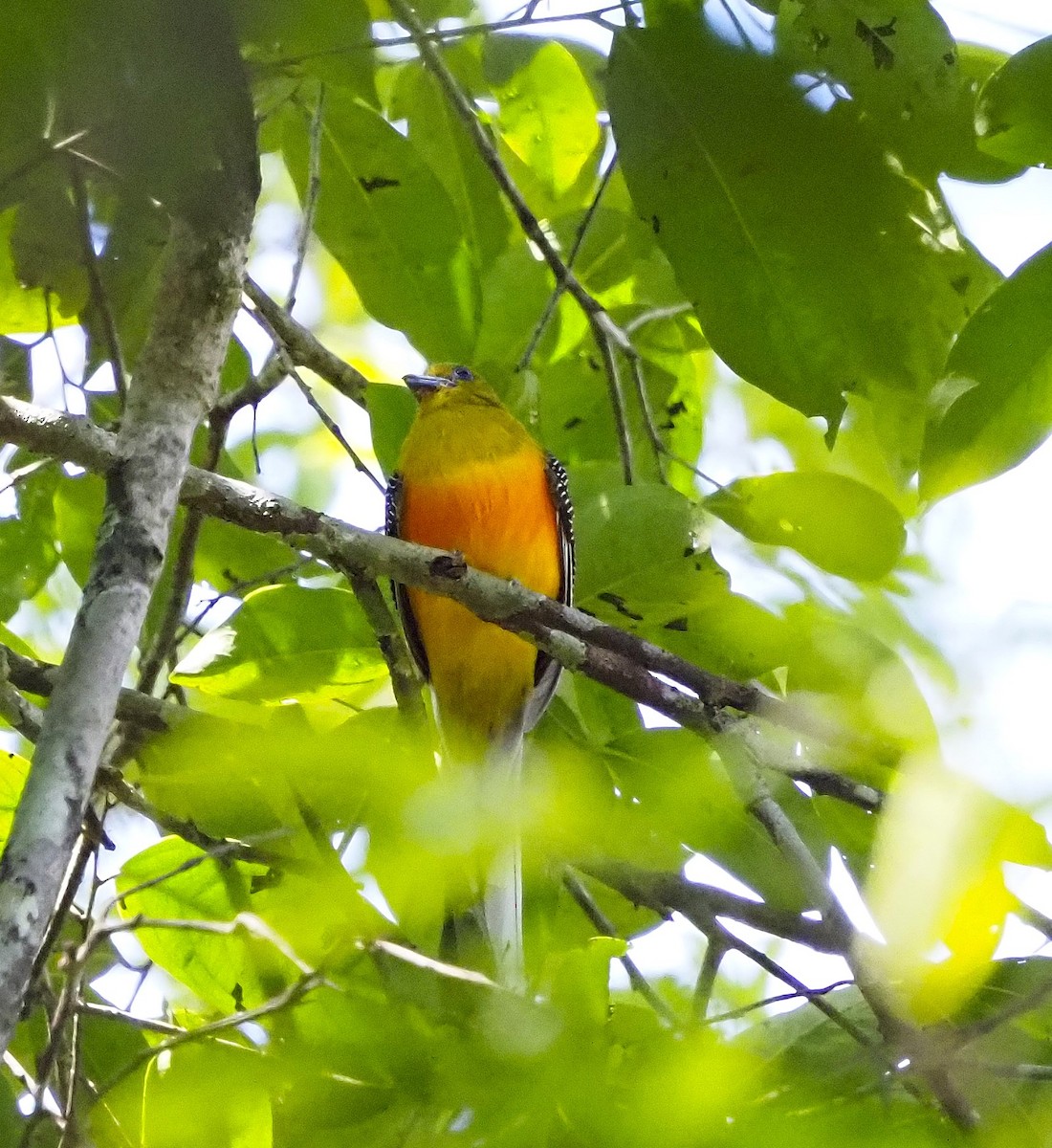 Orange-breasted Trogon - ML644288996