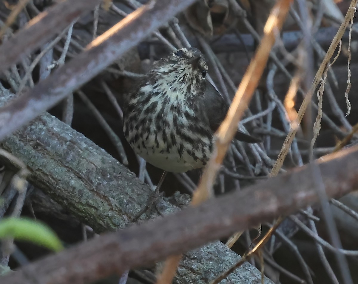 Northern Waterthrush - ML644289009