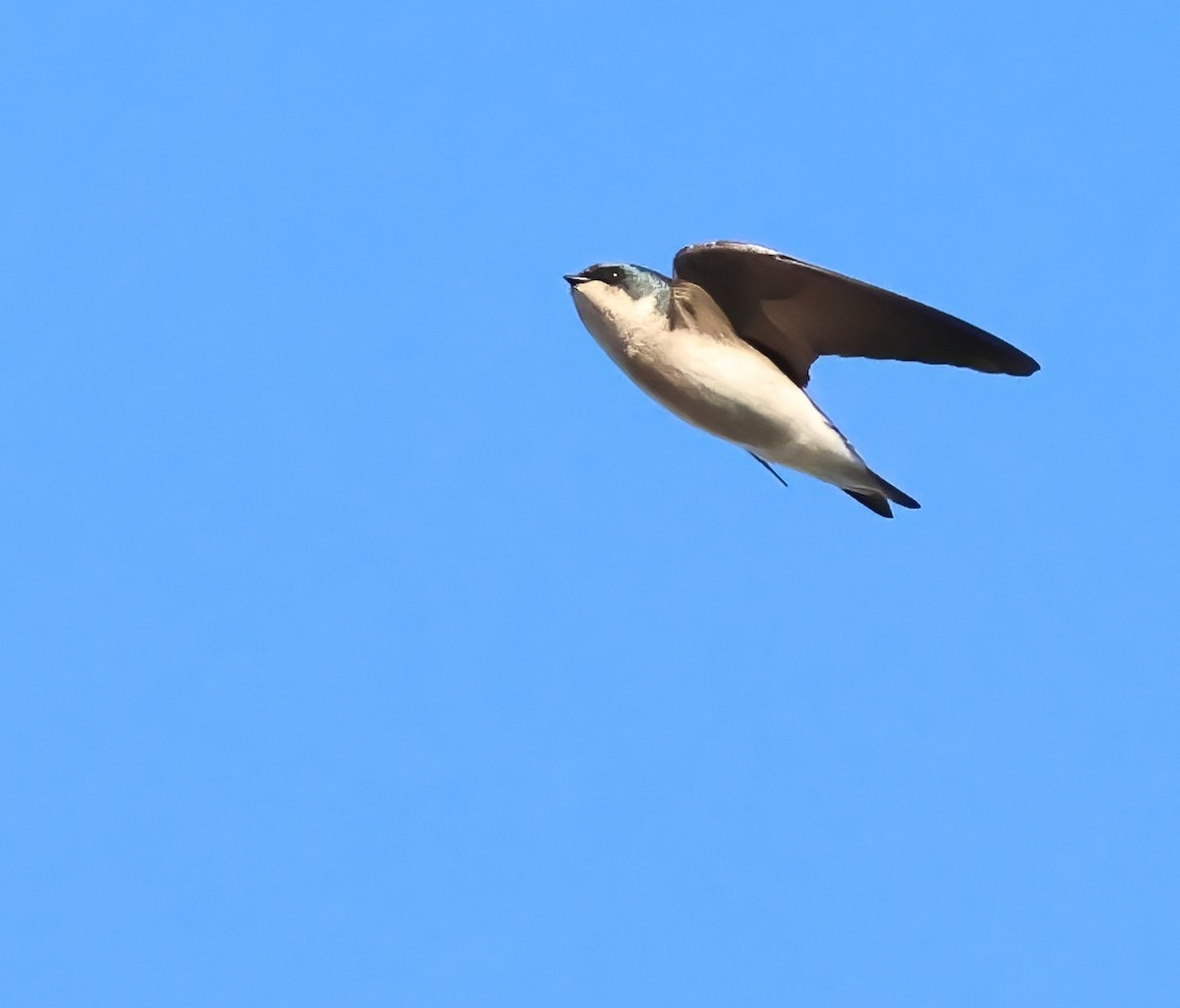 Tree Swallow - ML644289030