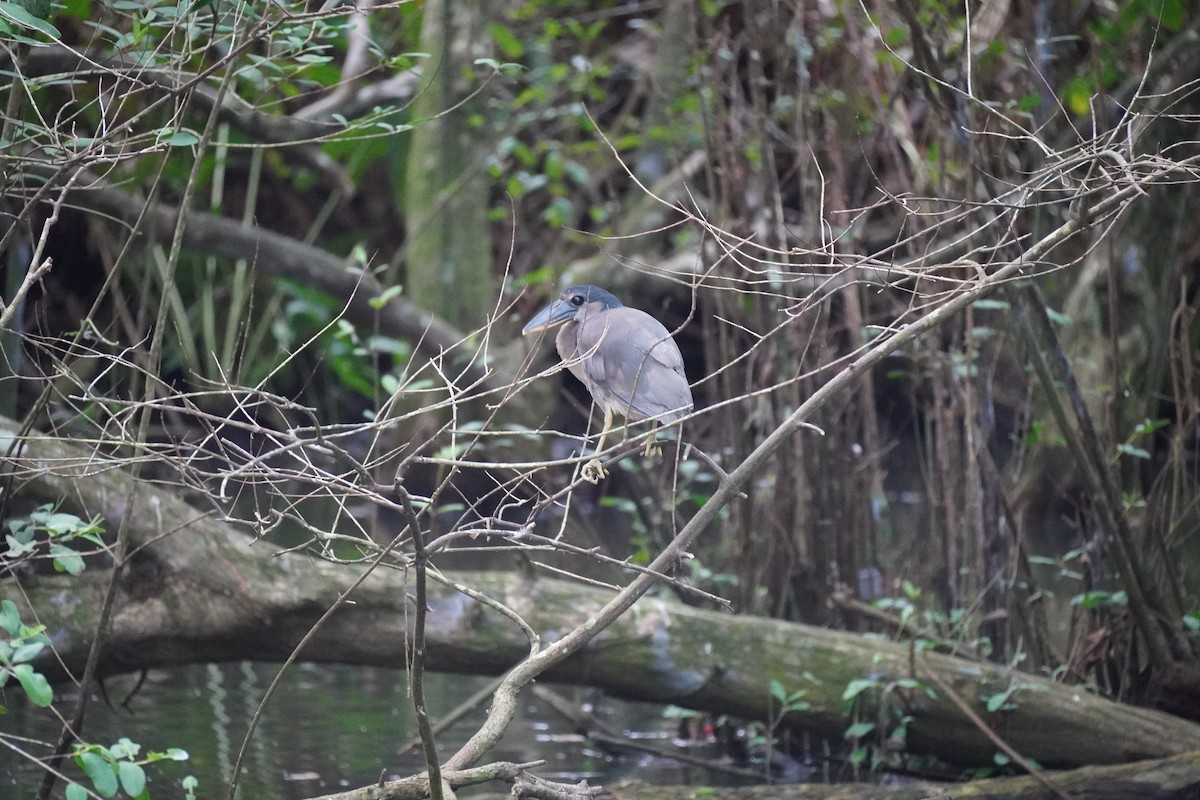 Boat-billed Heron - ML644289033
