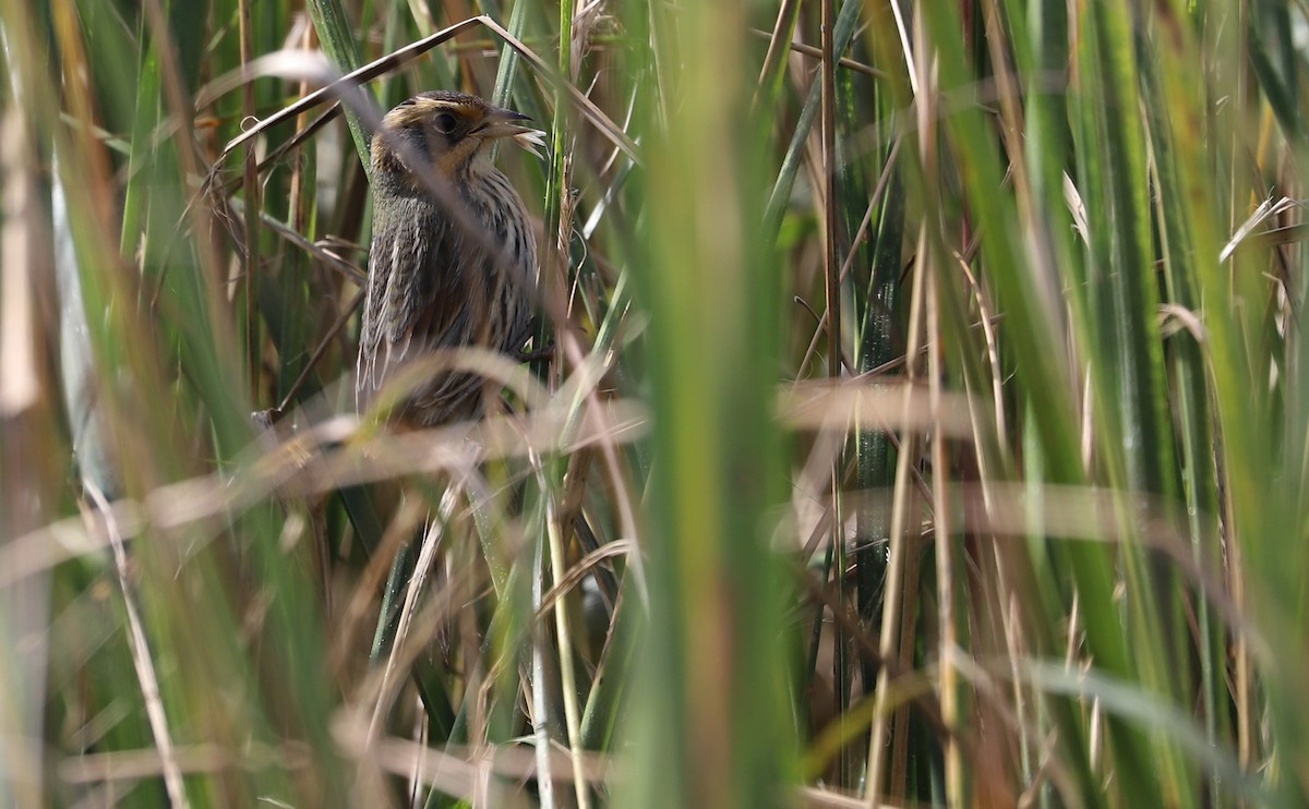 Bruant à queue aiguë - ML644289045