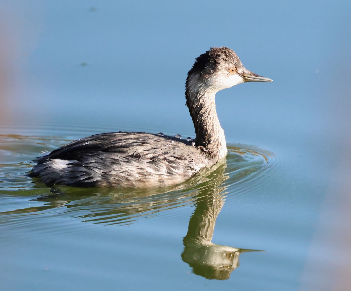 Schwarzhalstaucher - ML644289052