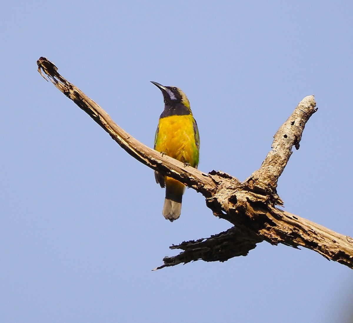 Orange-bellied Leafbird - ML644289064