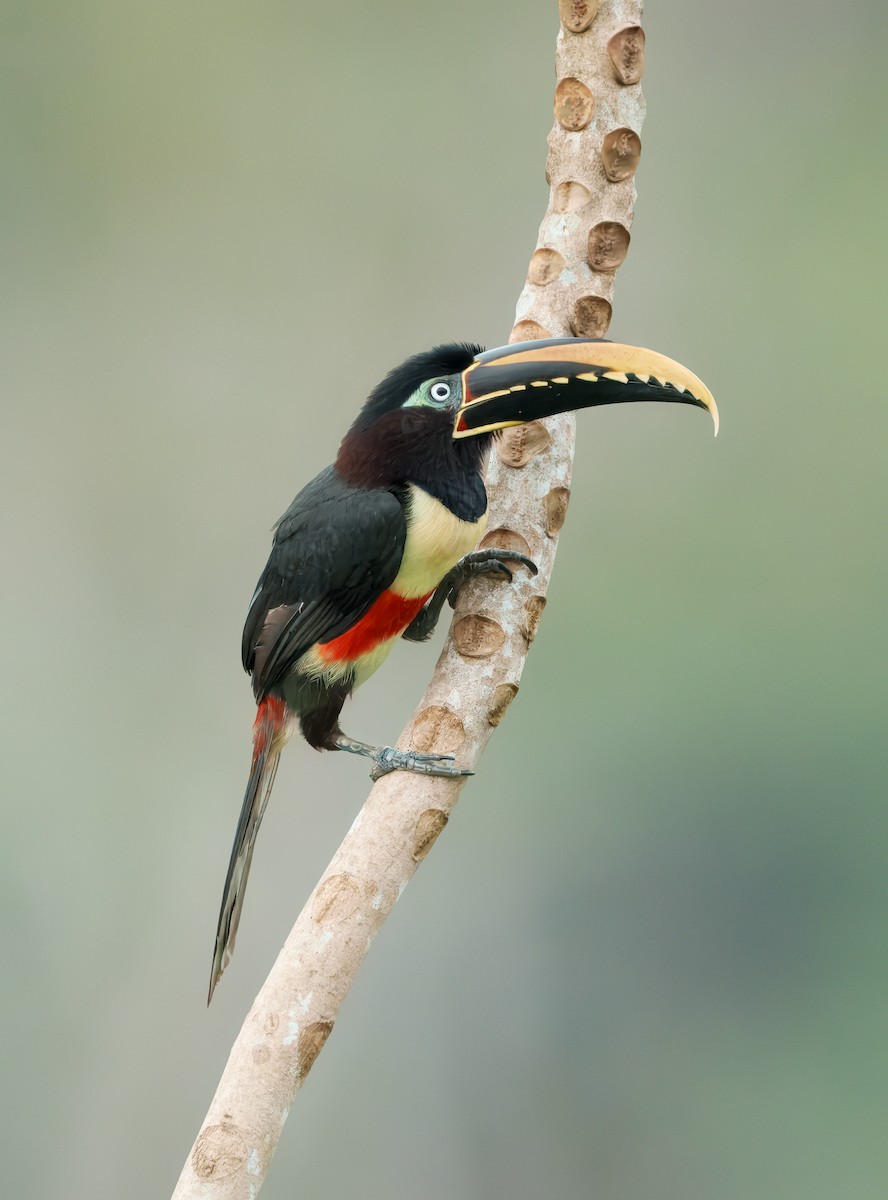 Braunohrarassari - ML644289074