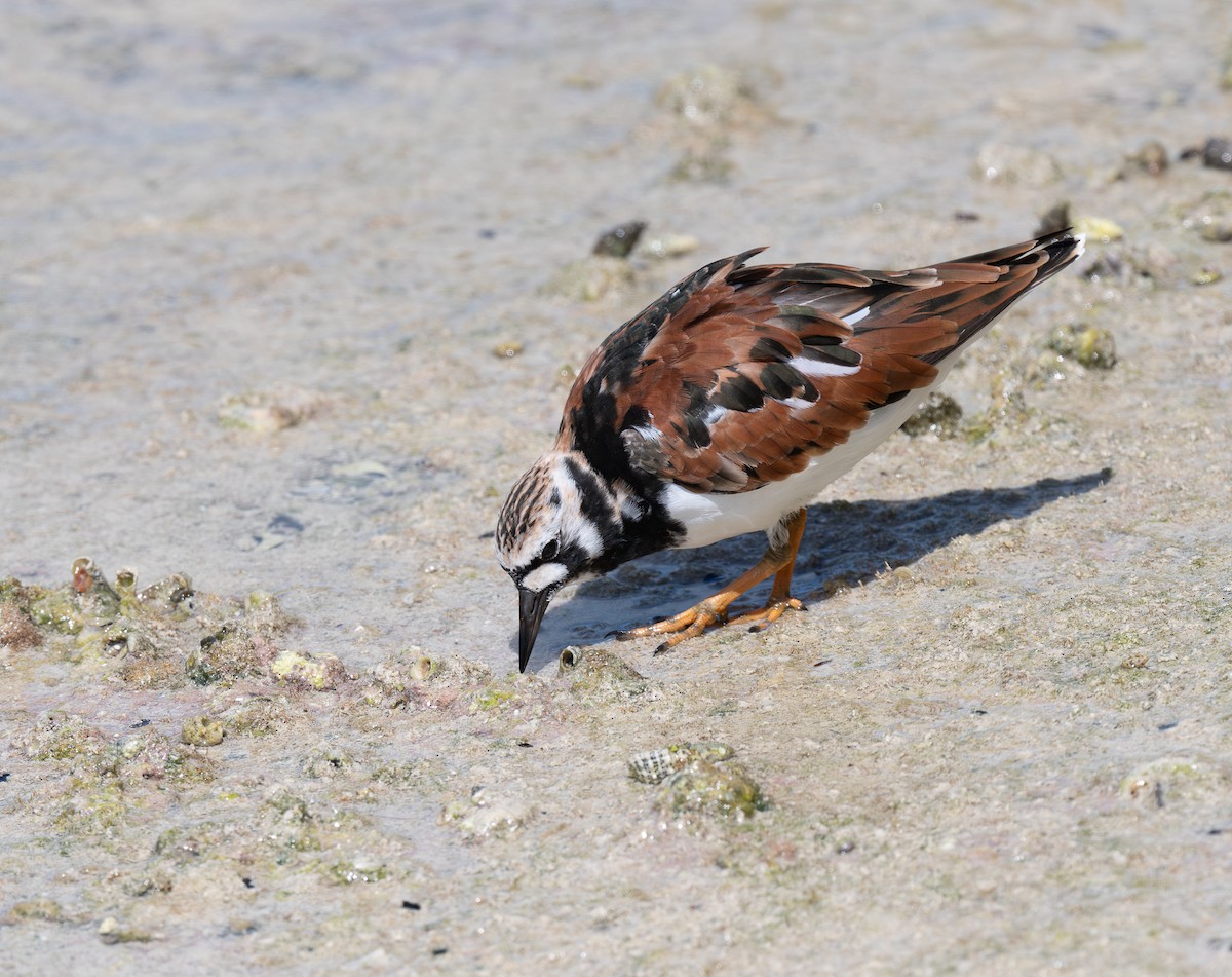 Алаг хайргач - ML644289087