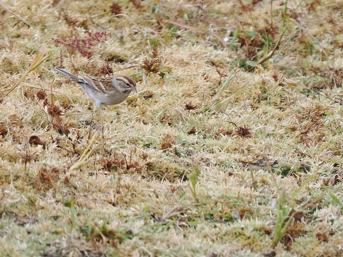 Chipping Sparrow - ML644289096