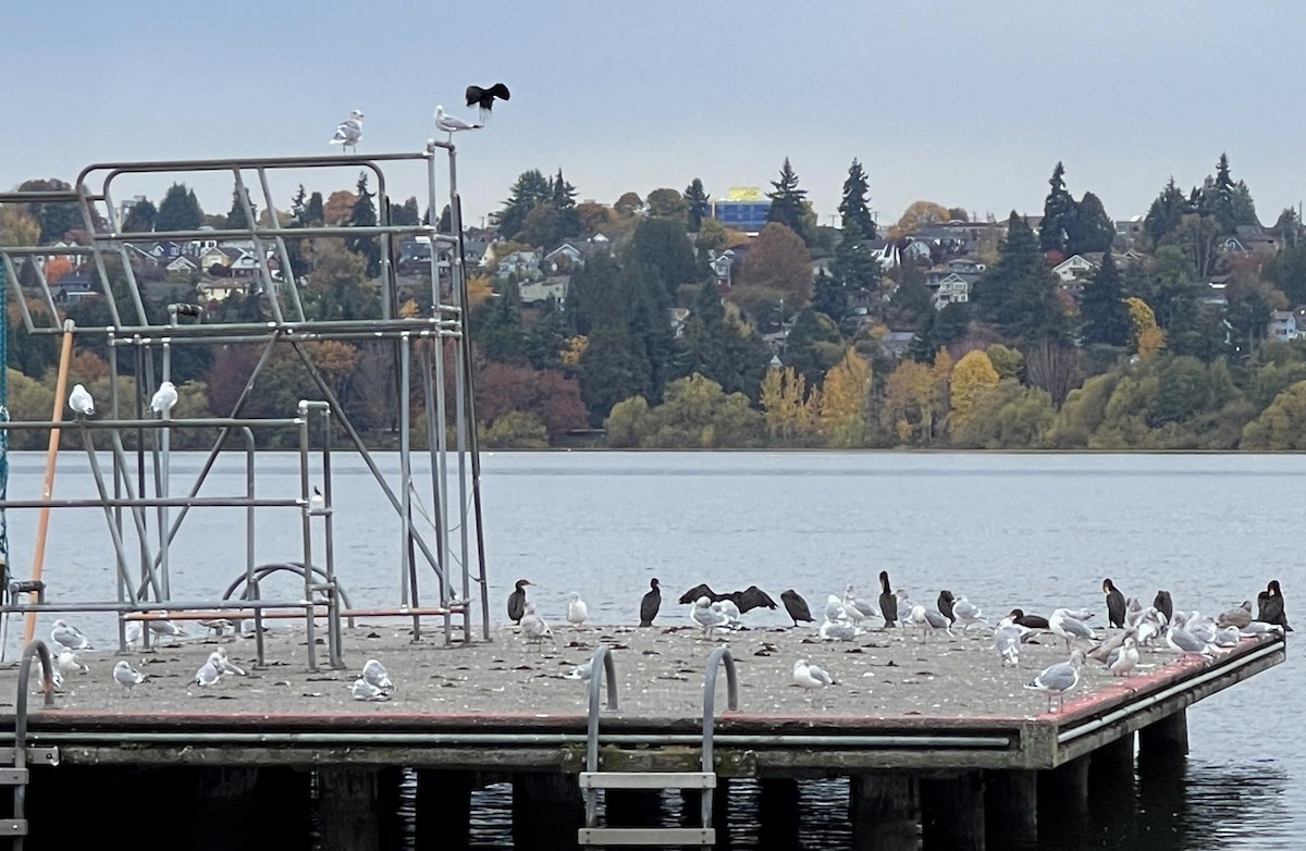 Double-crested Cormorant - ML644289098