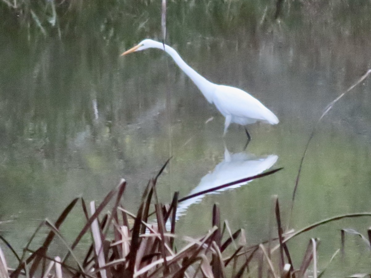 Great Egret - ML644289116