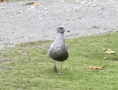 Ring-billed Gull - ML644289126