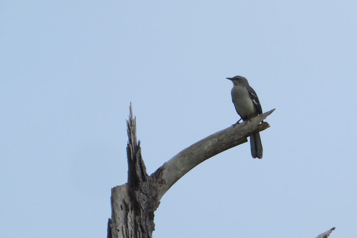 Northern Mockingbird - ML644289140