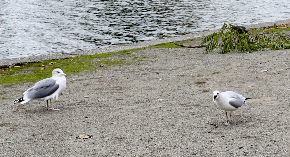Ring-billed Gull - ML644289144