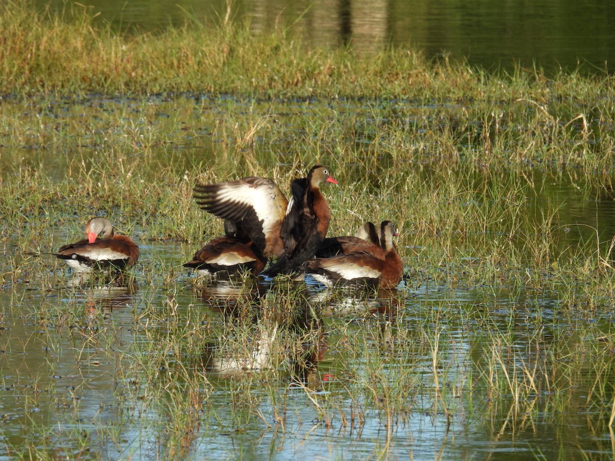 アカハシリュウキュウガモ - ML644289150