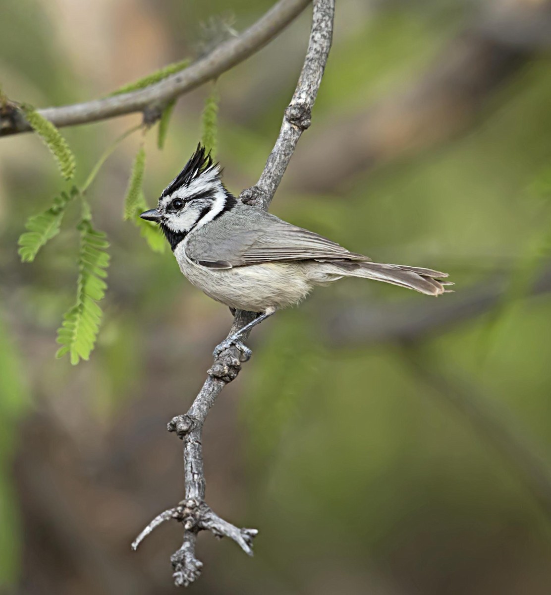 Mésange arlequin - ML644289152