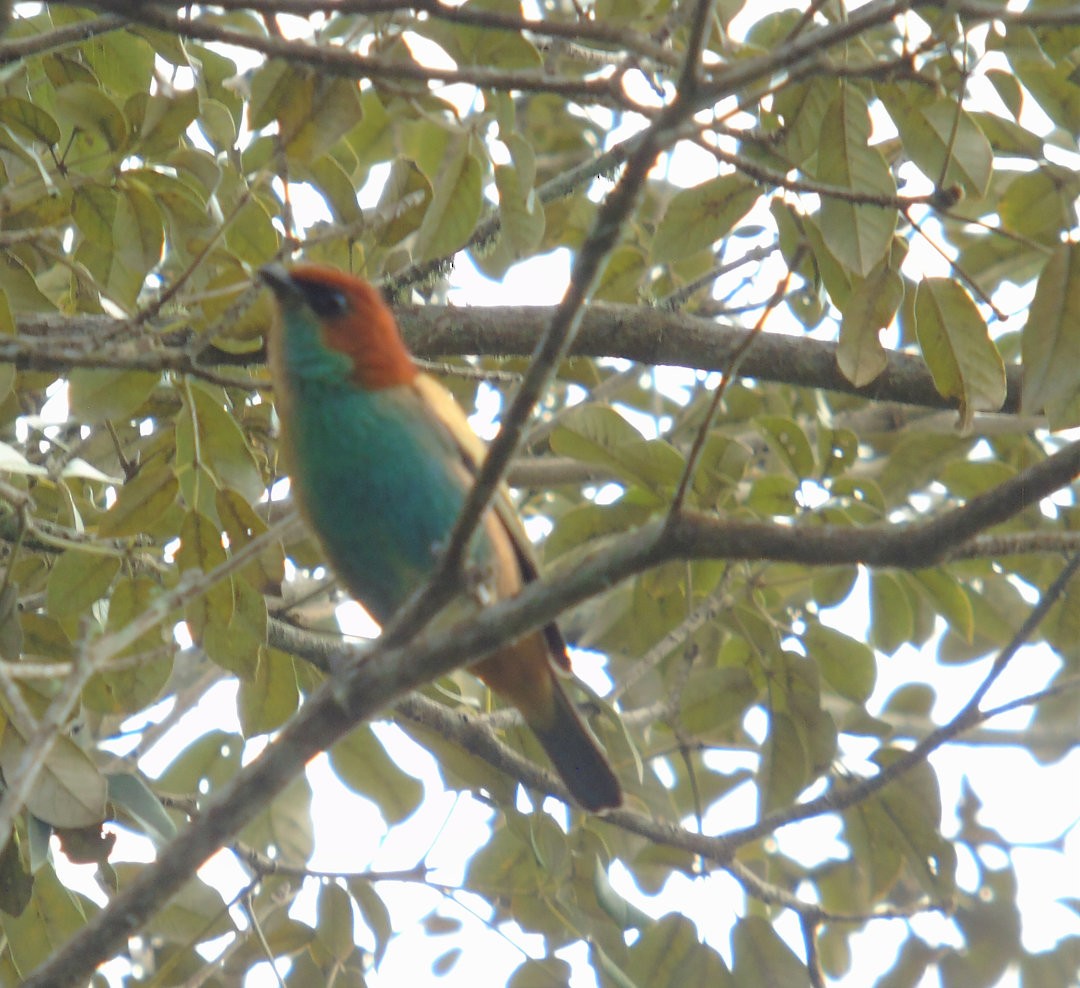 Black-backed Tanager - ML644289153