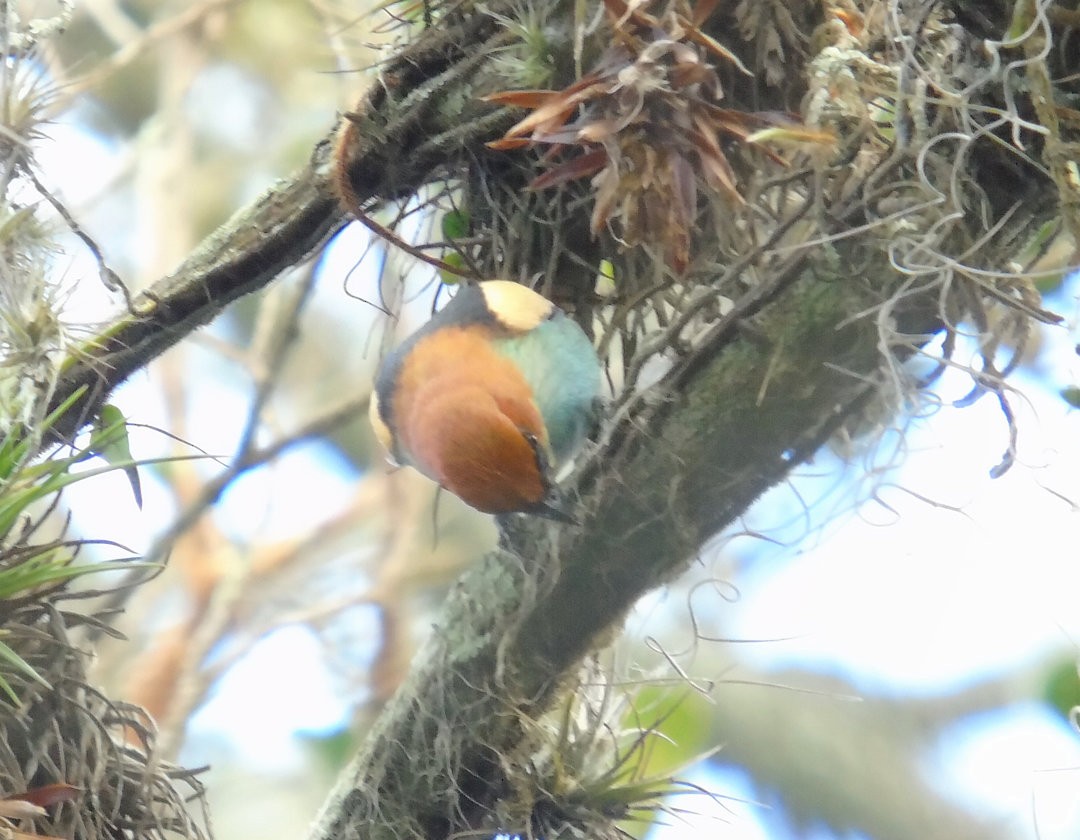 Black-backed Tanager - ML644289154
