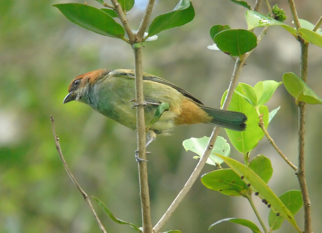 Black-backed Tanager - ML644289155