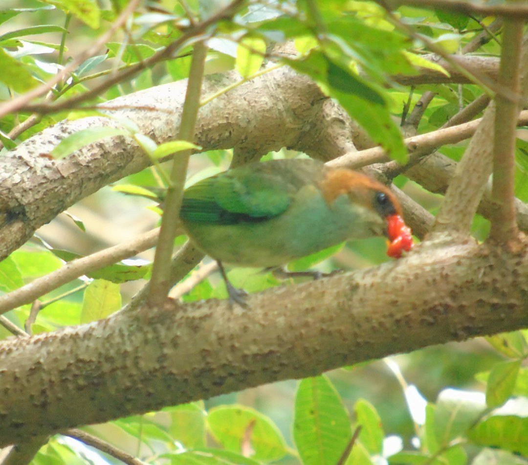 Black-backed Tanager - ML644289156