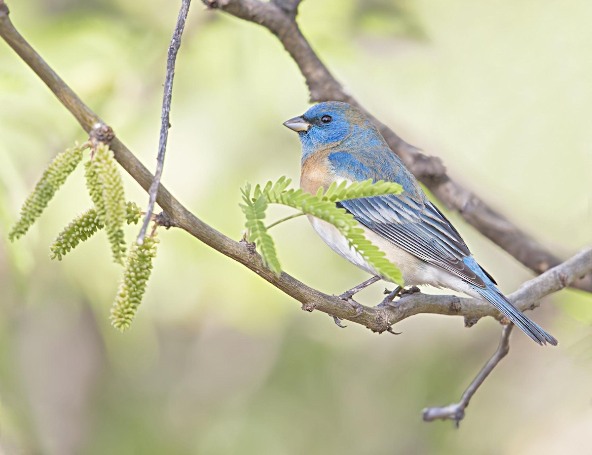Lazuli Bunting - ML644289159