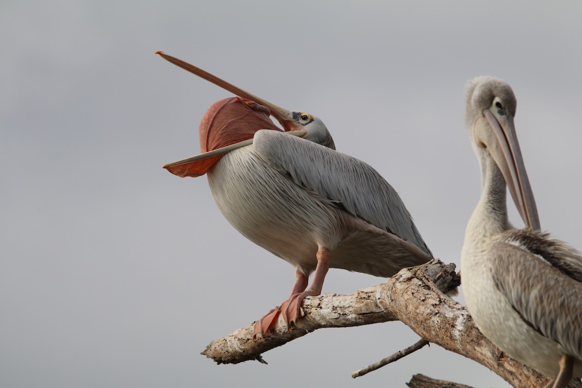 Pink-backed Pelican - ML644289187