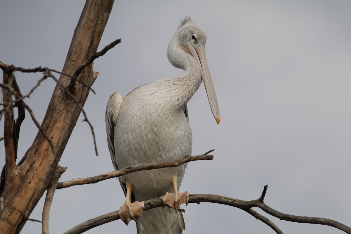 Pink-backed Pelican - ML644289188