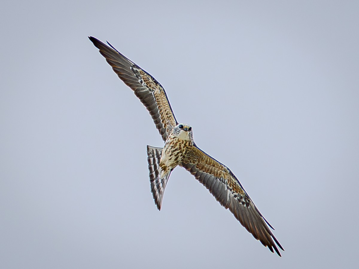 Mississippi Kite - ML644289189