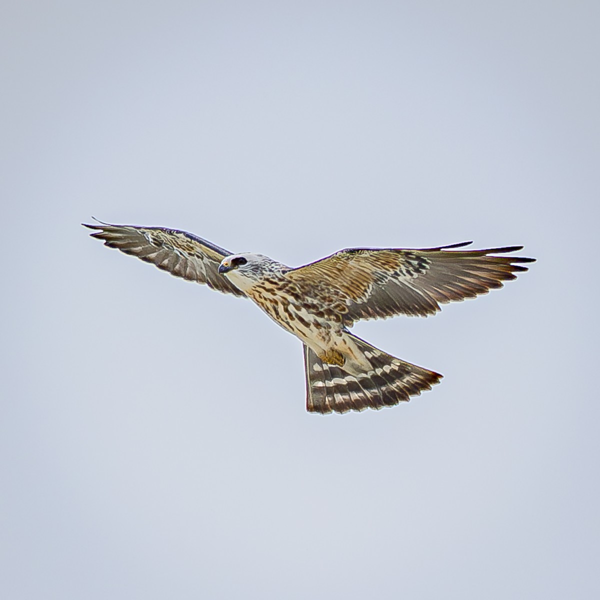 Mississippi Kite - ML644289190