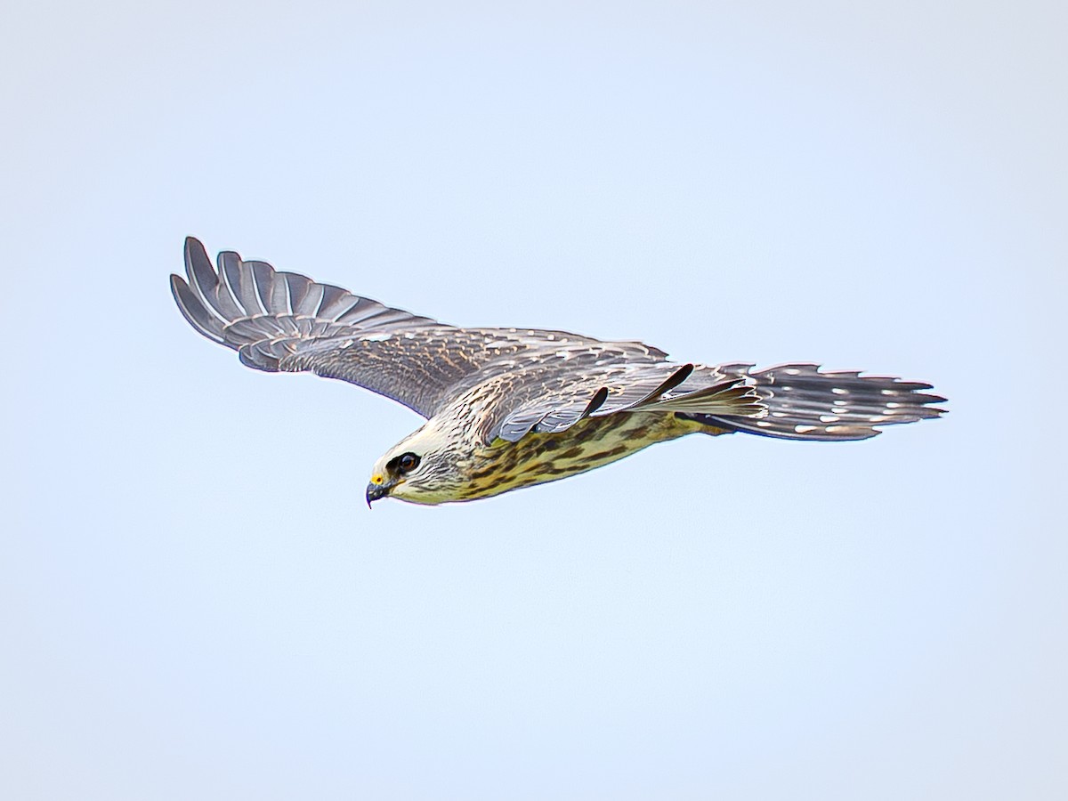 Mississippi Kite - ML644289191