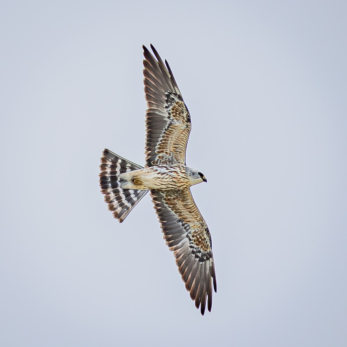 Mississippi Kite - ML644289192