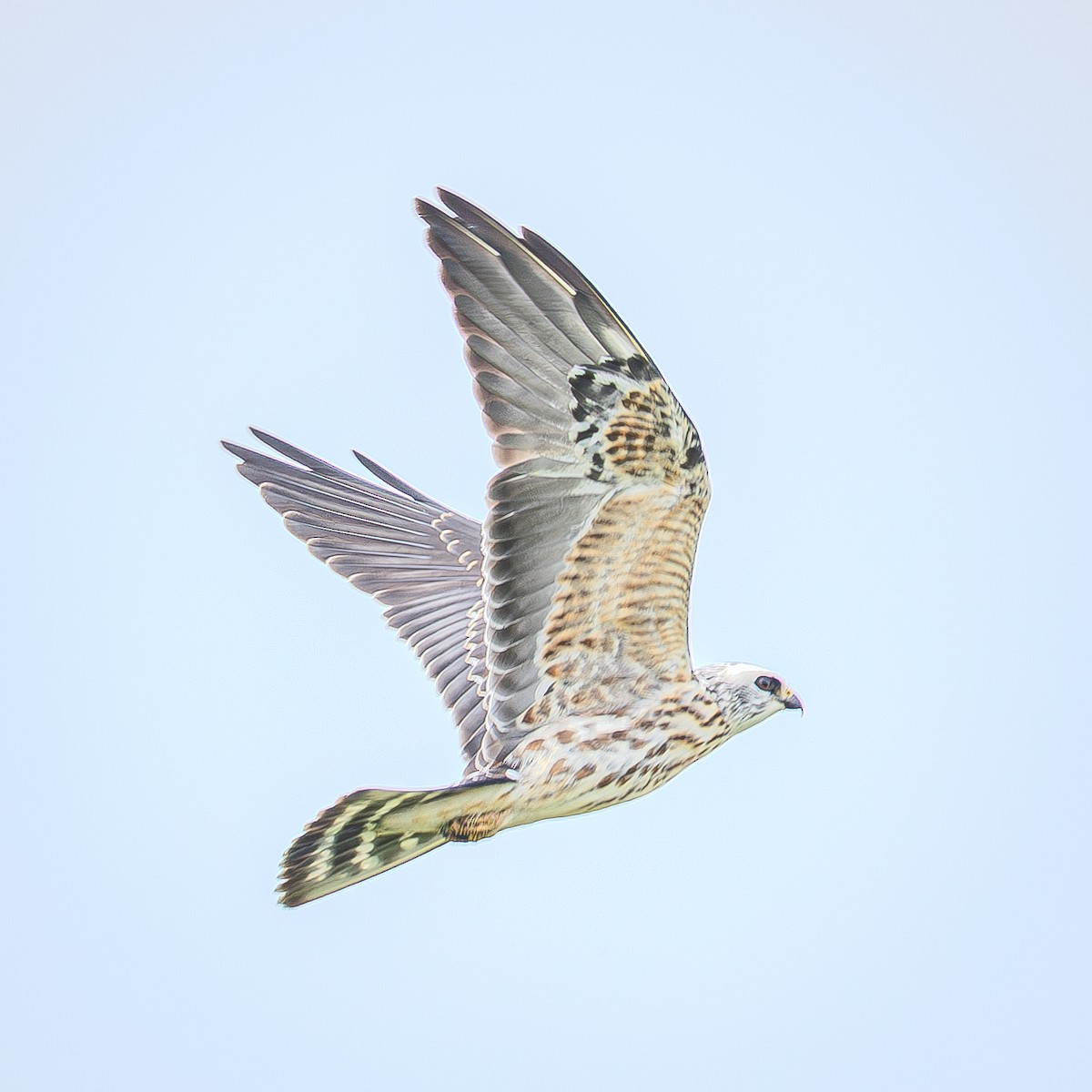 Mississippi Kite - ML644289193