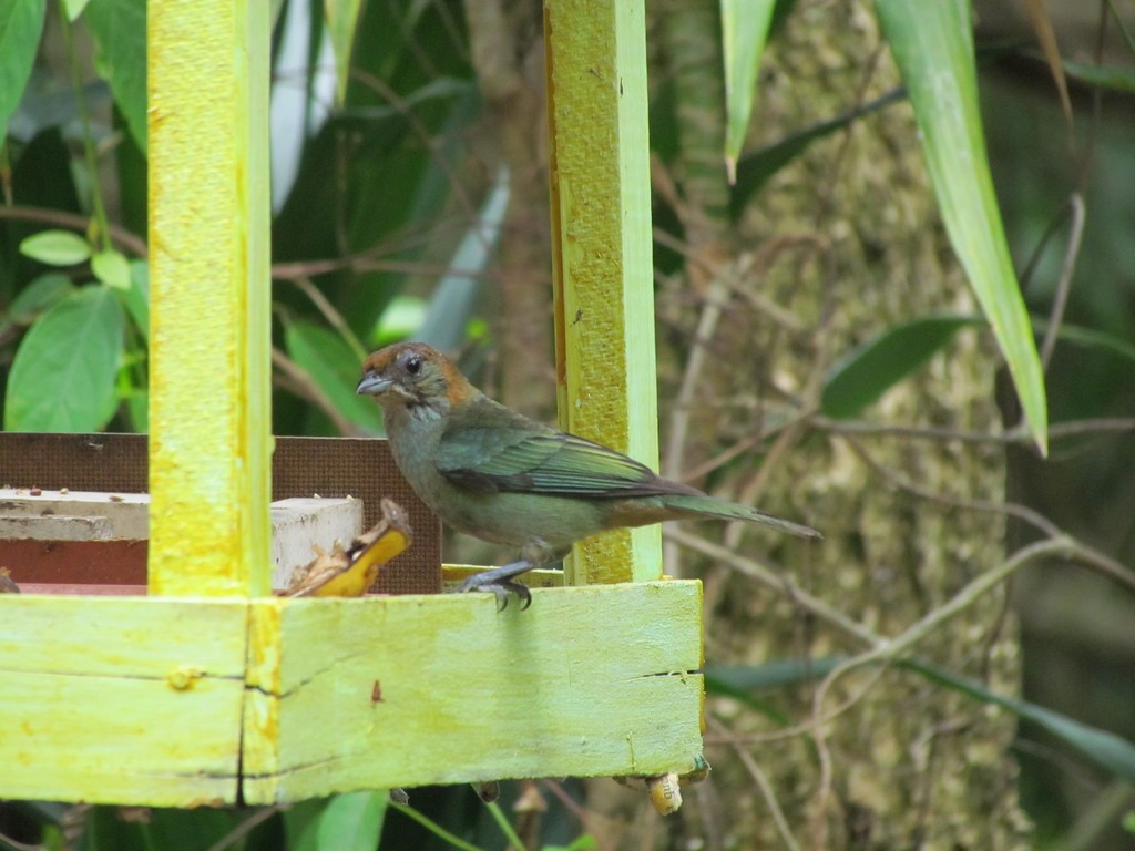 Chestnut-backed Tanager - ML644289195