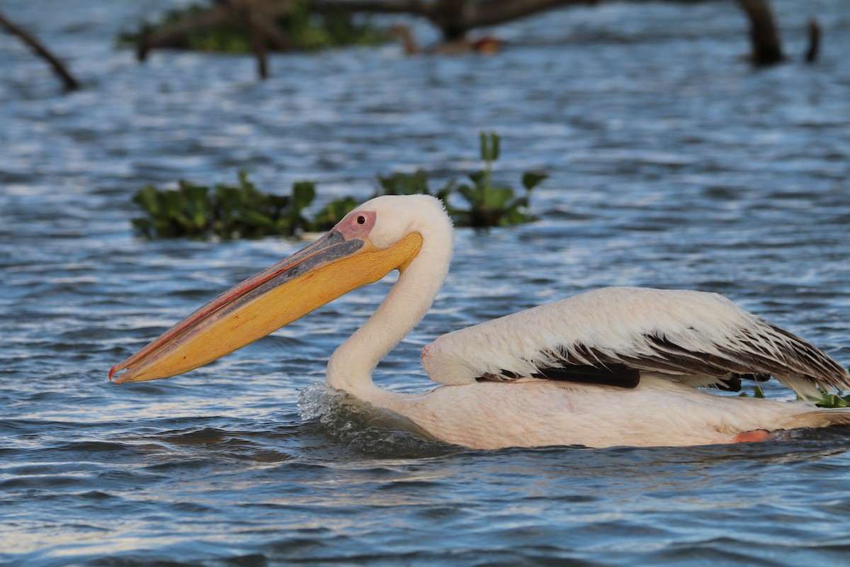Pelícano Común - ML644289196
