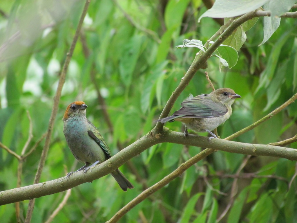Chestnut-backed Tanager - ML644289214