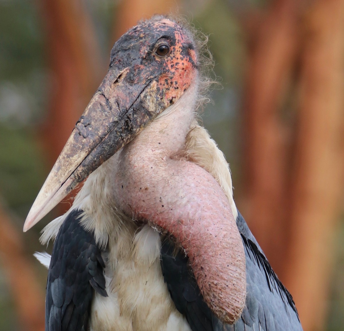 Marabou Stork - ML644289232