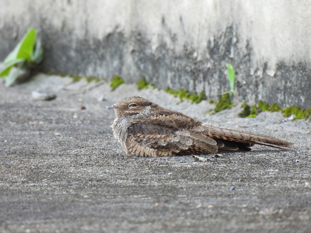 Трезубцехвостый козодой - ML644289234