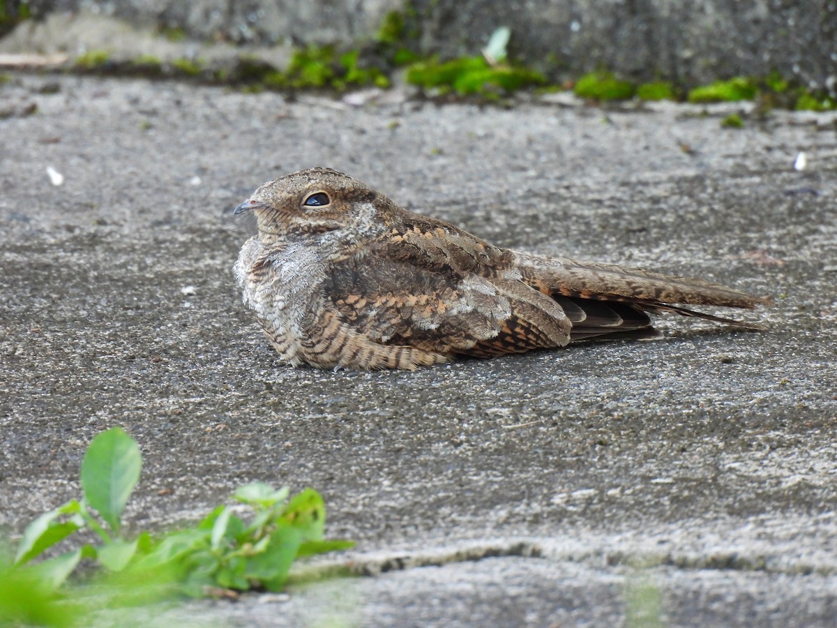 Трезубцехвостый козодой - ML644289235