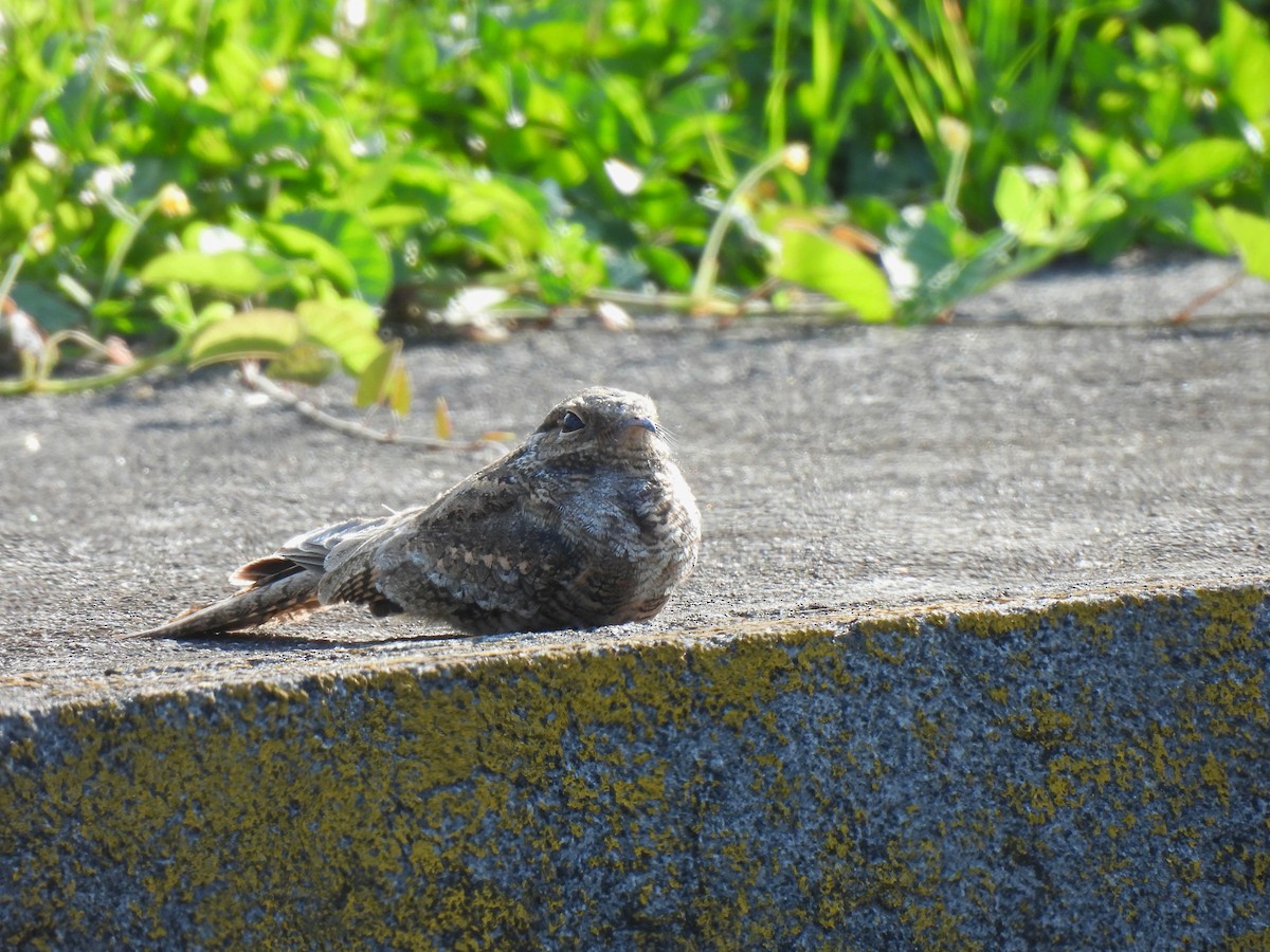 Трезубцехвостый козодой - ML644289236