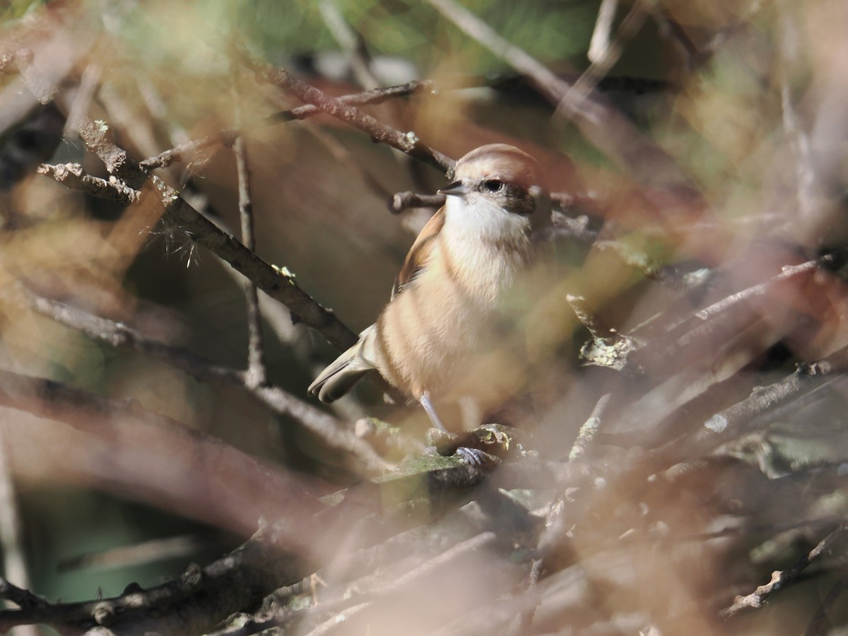 pungmeis - ML644289239