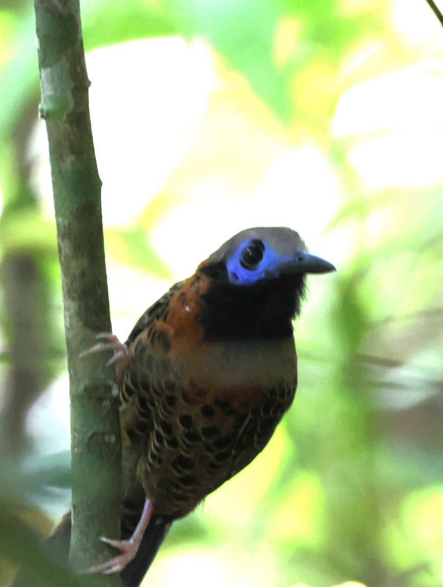 Ocellated Antbird - ML644289244