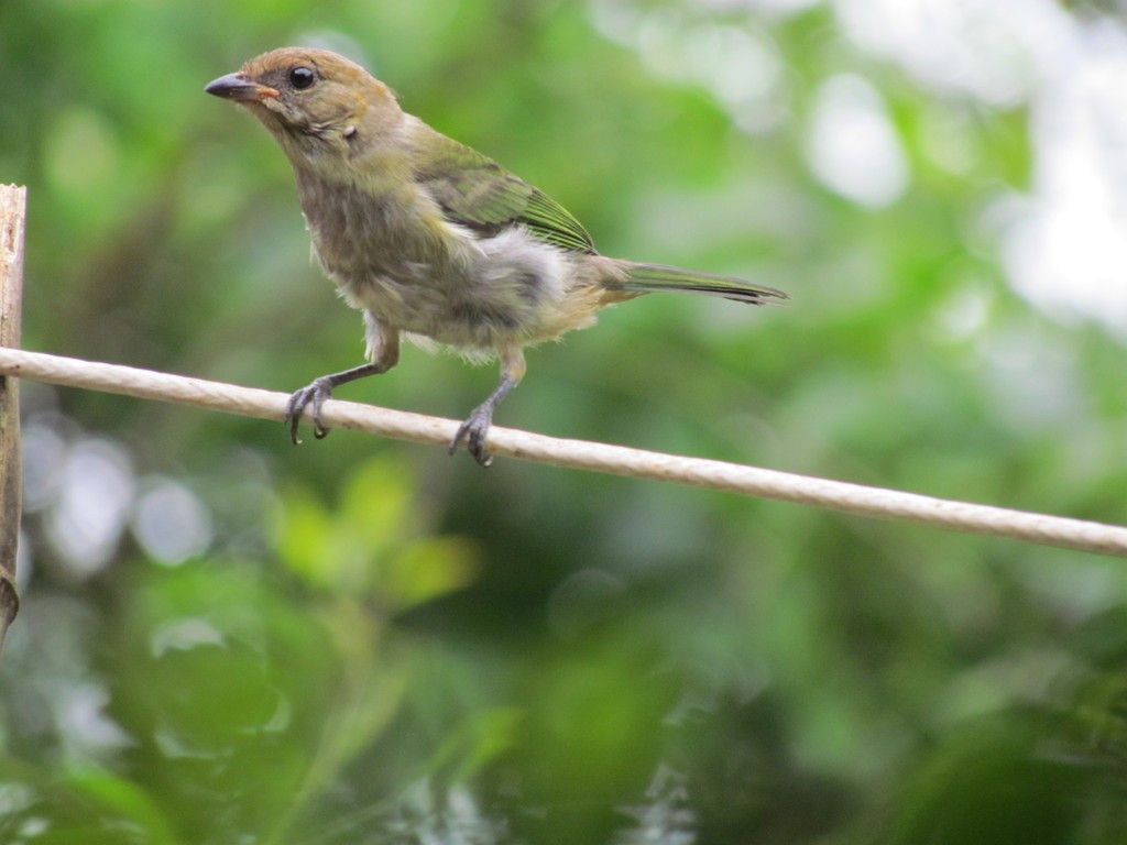 Chestnut-backed Tanager - ML644289246