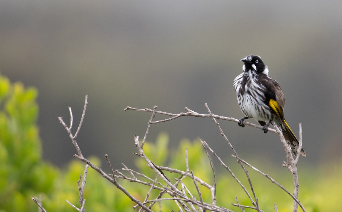 New Holland Honeyeater - ML644289256
