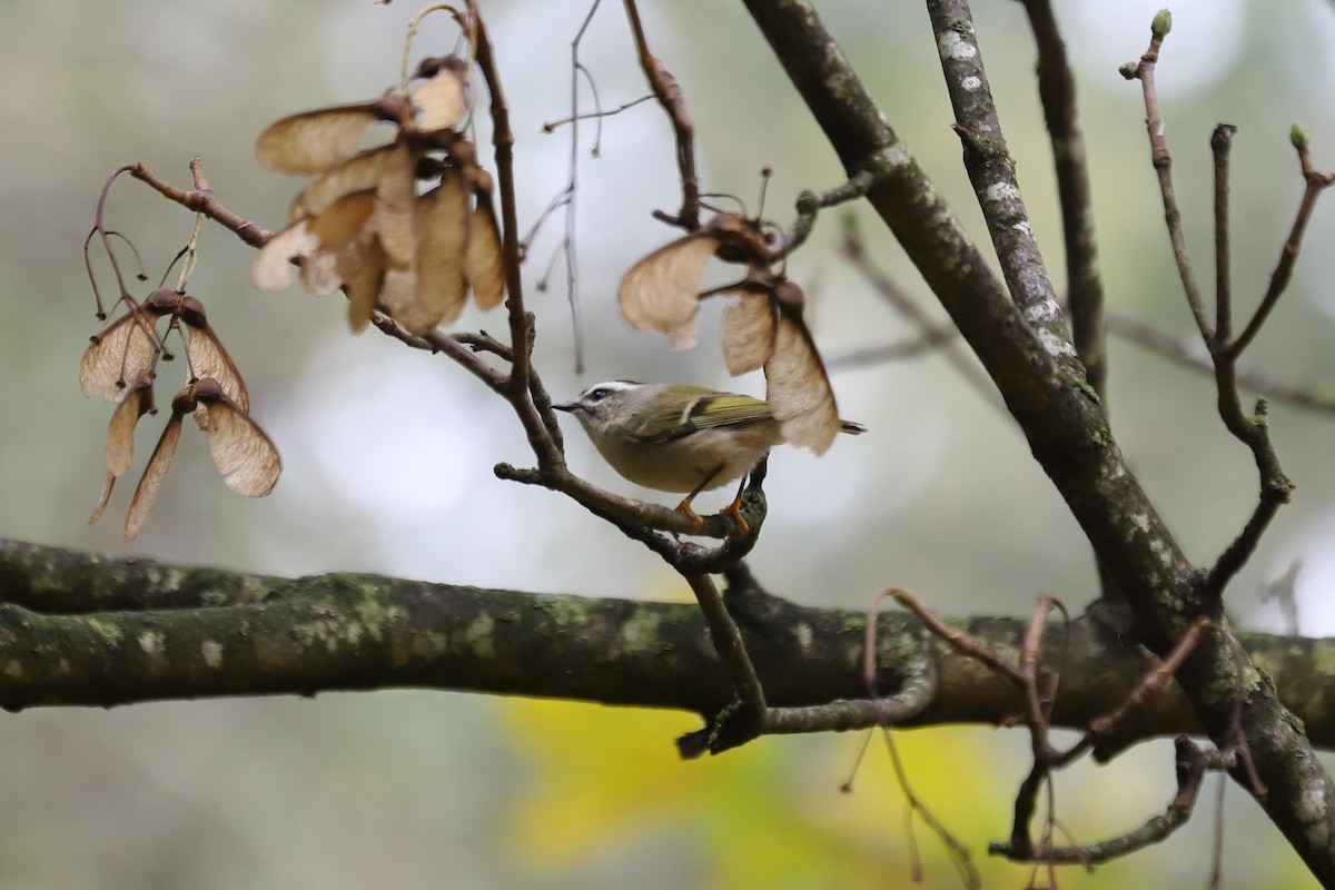Erregetxo amerikarra - ML644289260