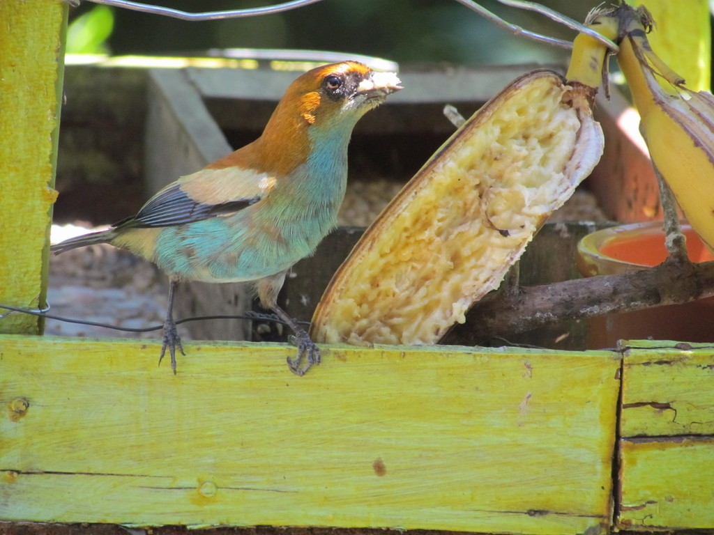 Chestnut-backed Tanager - ML644289274