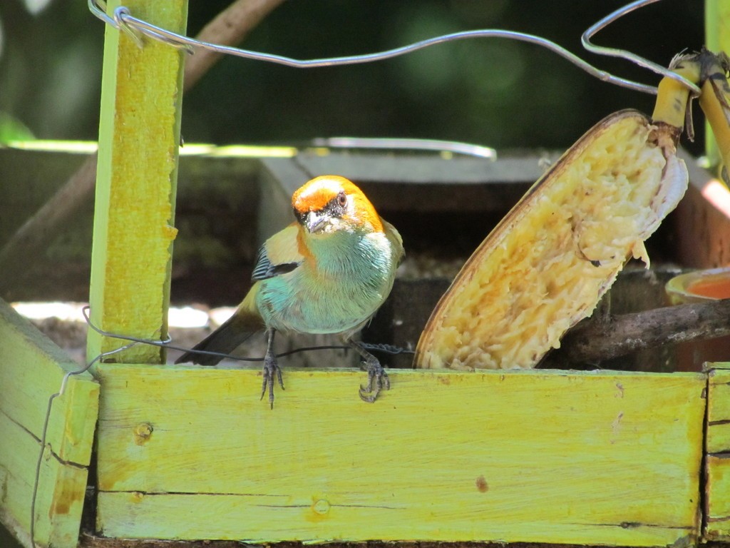 Chestnut-backed Tanager - ML644289275