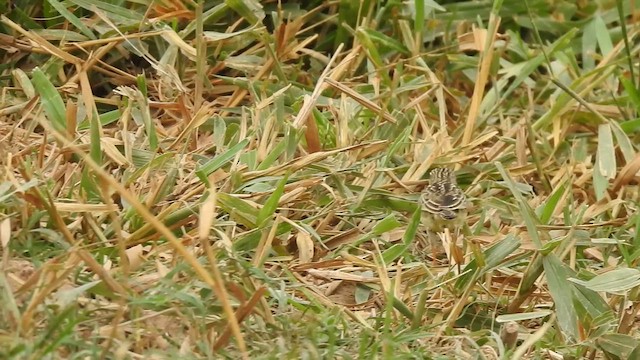 Yellowish Pipit - ML644289284