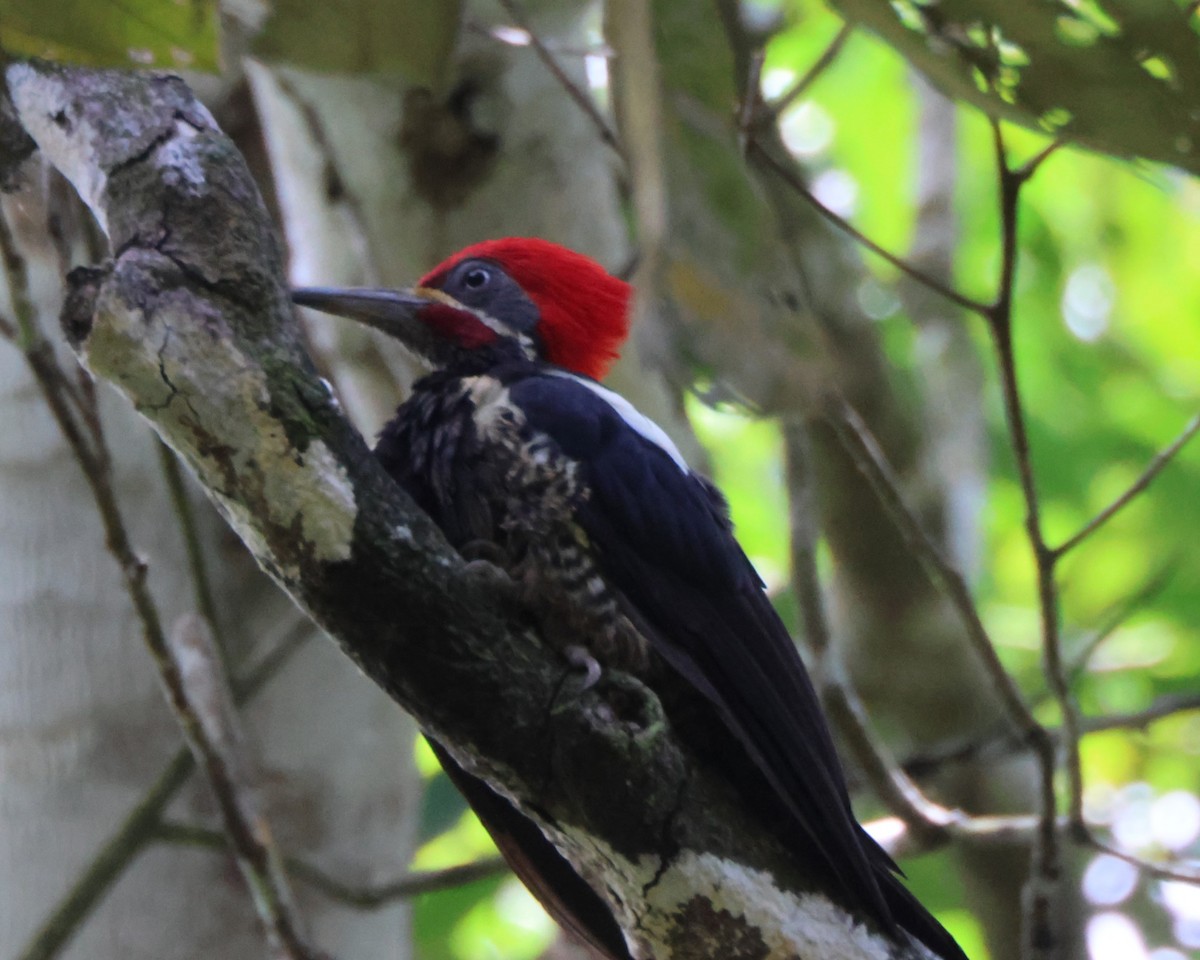 Lineated Woodpecker - ML644289299