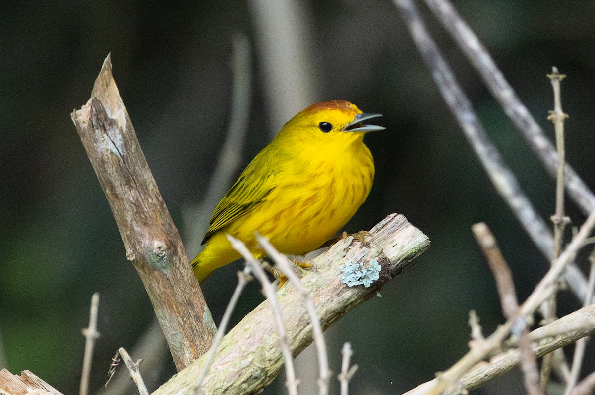 Northern/Mangrove Yellow Warbler - ML644289301