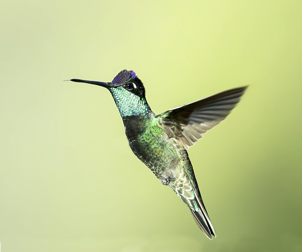 purpurissekolibri - ML644289302