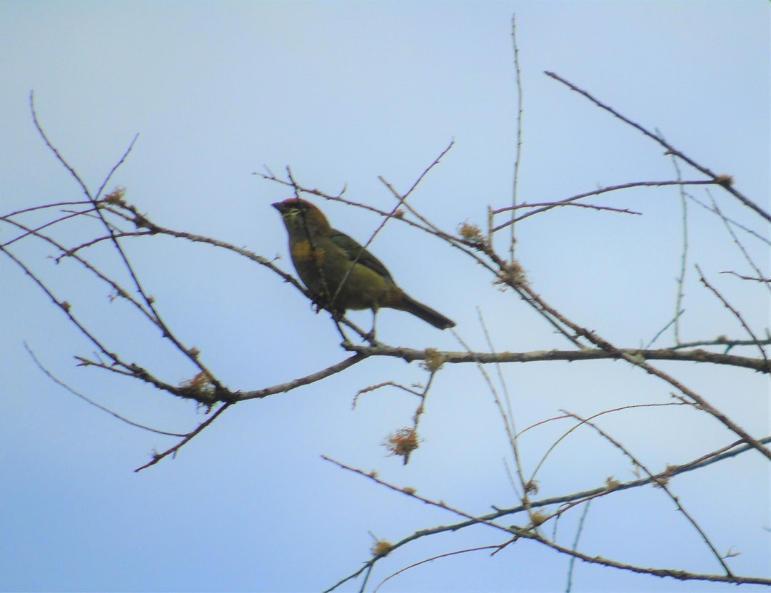 Chestnut-backed Tanager - ML644289304
