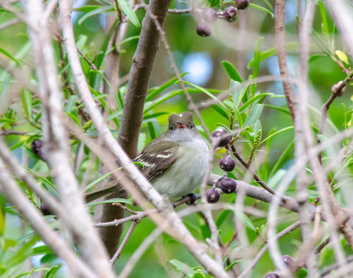 シラギクタイランチョウ - ML644289306