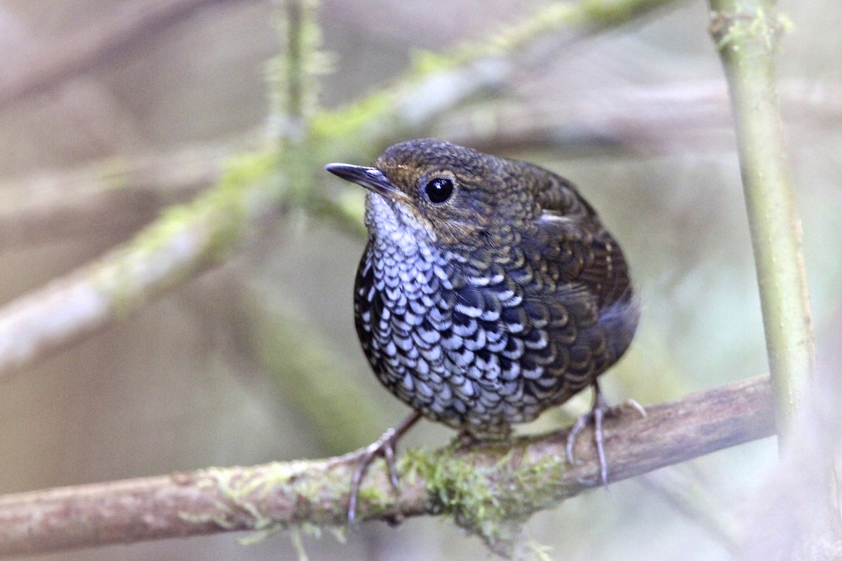 タカサゴミソサザイ - ML644289308